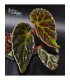 Begonia dracopelta x darthvaderiana