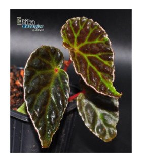 Begonia x ‘dracopelta x darthvaderiana’