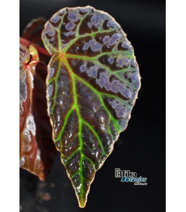 Begonia dracopelta x darthvaderiana