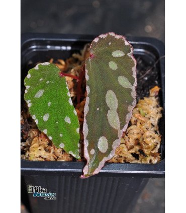 Begonia sp. Umbrella x nothobaramensis