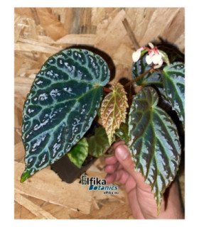 Begonia ’dracopelta x metallicolor’