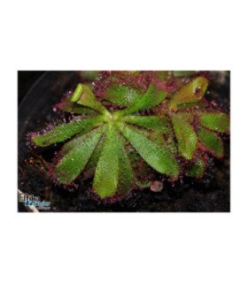 Drosera hamiltonii