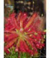 Drosera graomogolensis ‘Itacambira’