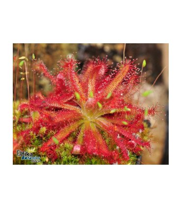 Drosera graomogolensis ‘Itacambira’