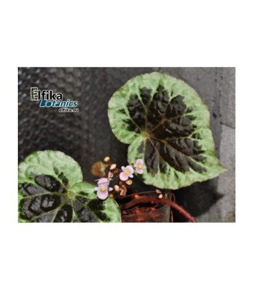 Begonia sp. Dongoranensis