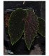 Begonia ruthiae x darthvaderiana