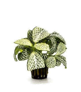 Fittonia 'Mini White’