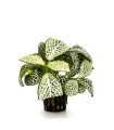 Fittonia 'Mini White’