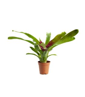 Neoregelia 'Fireball'