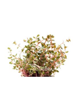 Rotala rotundifolia 'Blood Red'