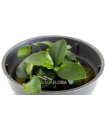 Anubias barteri var. nana 'Mini Mini'