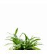 Sagittaria subulata - une plante gazonnante peu exigeante.