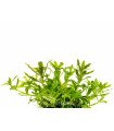 Pogostemon helferi