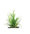 Eriocaulon sp. 'Dong Ha'