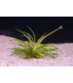 Eriocaulon sp. Polaris - In Vitro
