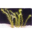 Mayaca fluviatilis