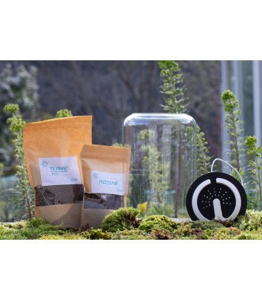 Kit Mini-Terrarium + LEDs "Tropical" Cylindre S