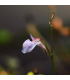 Utricularia graminifolia, une mini plante carnivore gazonnante