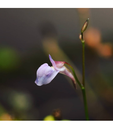 Utricularia graminifolia, une mini plante carnivore gazonnante