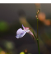 Utricularia graminifolia
