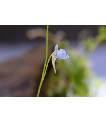 Utricularia graminifolia, une mini plante carnivore gazonnante