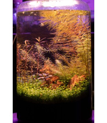 Kit Mini-Aquarium + LEDs - Cylindre S, M ou L