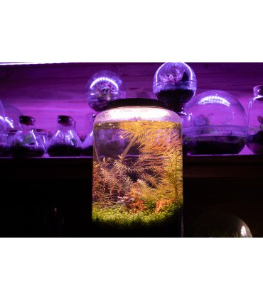 Kit Mini-Aquarium + LEDs - Cylindre S, M ou L