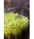 Utricularia graminifolia, une mini plante carnivore gazonnante