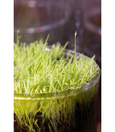Utricularia graminifolia, une mini plante carnivore gazonnante