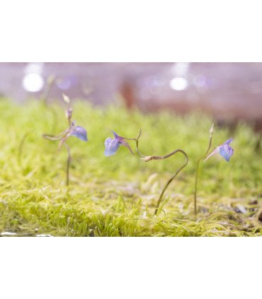Utricularia graminifolia, une mini plante carnivore gazonnante