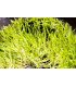 Utricularia graminifolia, une mini plante carnivore gazonnante