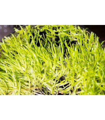 Utricularia graminifolia, une mini plante carnivore gazonnante